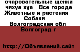 очаровательные щенки чихуа-хуа - Все города Животные и растения » Собаки   . Волгоградская обл.,Волгоград г.